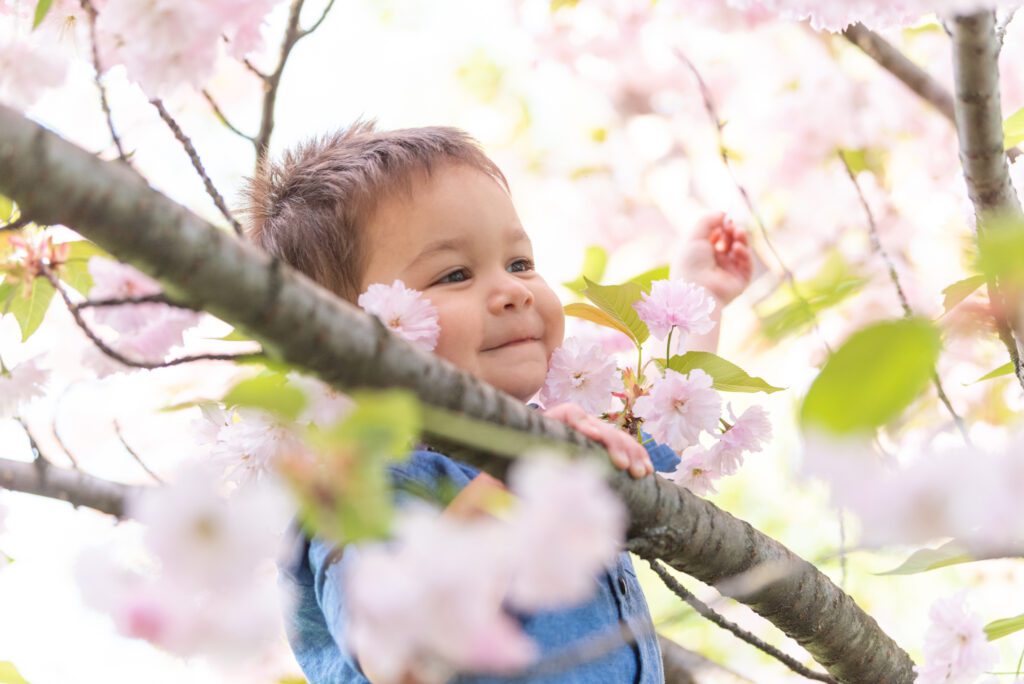 A boy climbing a cherry blossom tree.